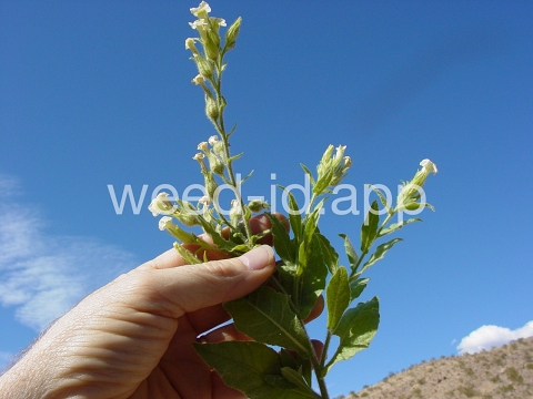 tobacco, desert